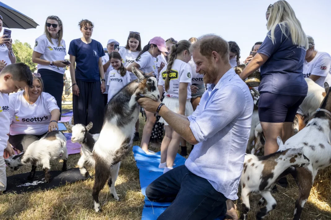 Harry ended his UK trip at goat yoga. A goat stepped somewhere sensitive Harry ended his UK trip at goat yoga. A goat stepped somewhere sensitive