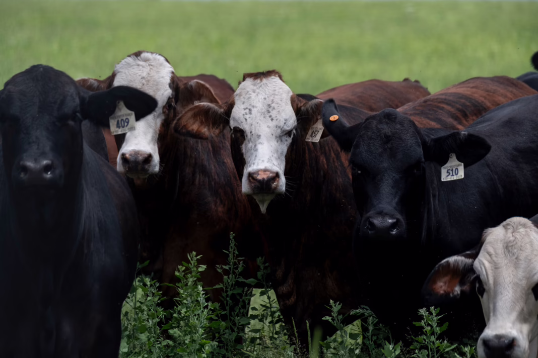Trump promised cheaper beef and forgot to name the cows Trump promised cheaper beef and forgot to name the cows